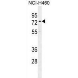 Coiled-Coil Domain-Containing Protein 63 (CCDC63) Antibody