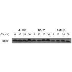 Ubiquitin-Like Protein ISG15 (ISG15) Antibody