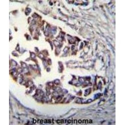 Cell Cycle Checkpoint Control Protein RAD9A (Rad9) Antibody