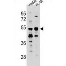 Tektin 5 (TEKT5) Antibody