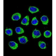 Protein Cornichon Homolog 2 (CNIH2) Antibody