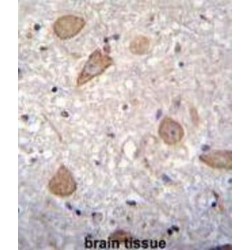 Protein Cornichon Homolog 2 (CNIH2) Antibody