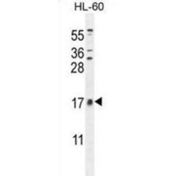 Protein Cornichon Homolog 2 (CNIH2) Antibody