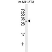 Ras-Related Protein R-Ras (RRAS) Antibody