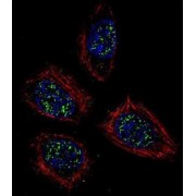 Pinin, Desmosome Associated Protein (PNN) Antibody