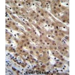 Pinin, Desmosome Associated Protein (PNN) Antibody