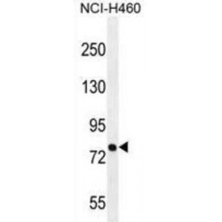 Pinin, Desmosome Associated Protein (PNN) Antibody