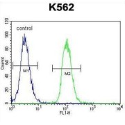 Melanogenesis Associated Transcription Factor (MITF) Antibody