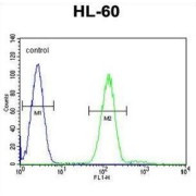 Myeloperoxidase (MPO) Antibody