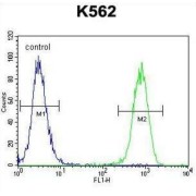 SWI/SNF-Related Matrix-Associated Actin-Dependent Regulator of Chromatin Subfamily A Member 5 (ISWI) Antibody