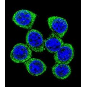 Xk-Related Protein 4 (XKR4) Antibody