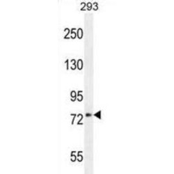 Xk-Related Protein 4 (XKR4) Antibody