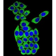 LDLR Chaperone MESD (MESDC2) Antibody