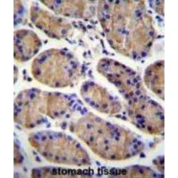 LDLR Chaperone MESD (MESDC2) Antibody