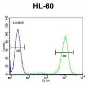 Adenosine Deaminase (ADA) Antibody