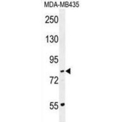 Protocadherin Gamma-A1 (PCDHGA1) Antibody