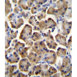 Probetacellulin (BTC) Antibody