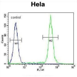 T-Box Protein 6 (TBX6) Antibody