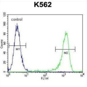 DNA Mismatch Repair Protein Mlh1 (MLH1) Antibody