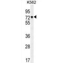 DNA Mismatch Repair Protein Mlh1 (MLH1) Antibody