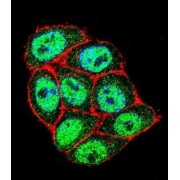 p16INK4a Antibody