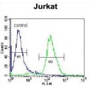 Juxtaposed With Another Zinc Finger Protein 1 (JAZF1) Antibody