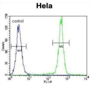 Protocadherin Beta-10 (PCDHB10) Antibody