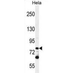 Protocadherin Beta-10 (PCDHB10) Antibody