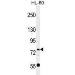 POU Domain, Class 2, Transcription Factor 1 / OCT1 (POU2F1) Antibody