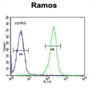 Paired Box Protein Pax-5 (PAX5) Antibody