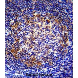 Paired Box Protein Pax-5 (PAX5) Antibody