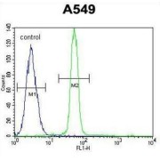 Cyclic AMP-Responsive Element-Binding Protein 1 (CREB1) Antibody