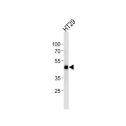 Cyclic AMP-Responsive Element-Binding Protein 1 (CREB1) Antibody