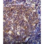 Homeobox Protein Hox-B6 (HOXB6) Antibody