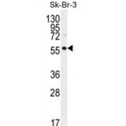 LOC129293 Antibody