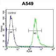 Leucine-Rich Repeat-Containing Protein 6 (LRRC6) Antibody