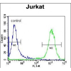 LDL Receptor Related Protein 12 (LRP12) Antibody