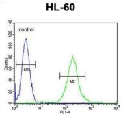 SOS Ras/Rho Guanine Nucleotide Exchange Factor 2 (SOS2) Antibody