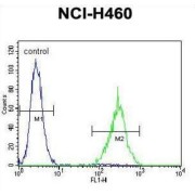 Transcription Factor SOX-1 (SOX1) Antibody