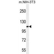 TATA Box Binding Protein Associated Factor 1 (TAF1) Antibody