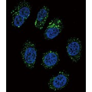 Chromogranin-A (CMGA) Antibody