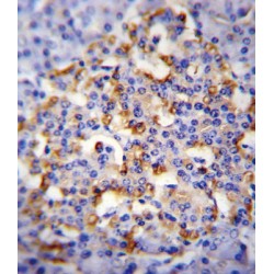 Chromogranin-A (CMGA) Antibody