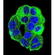 WD Repeat-Containing Protein 27 (WDR27) Antibody