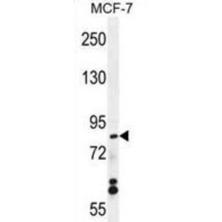 WD Repeat-Containing Protein 27 (WDR27) Antibody