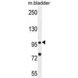 Nucleotide-Binding Oligomerization Domain-Containing Protein 1 (NOD1) Antibody