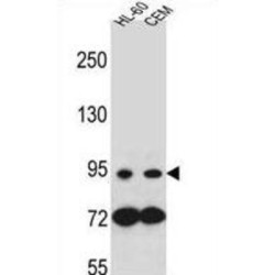 Nucleotide-Binding Oligomerization Domain-Containing Protein 1 (NOD1) Antibody