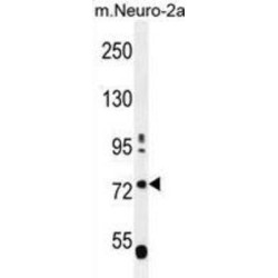 Leucine Rich Repeats And WD Repeat Domain Containing 1 (LRWD1) Antibody