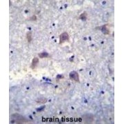 V-Set And Immunoglobulin Domain-Containing Protein 8 (VSIG8) Antibody