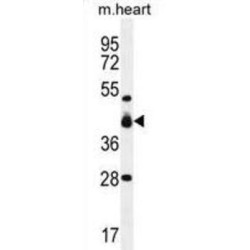 V-Set And Immunoglobulin Domain-Containing Protein 8 (VSIG8) Antibody