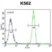 Fibrosin-1-Like Protein (FBRSL1) Antibody